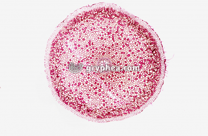 Racine d'Iris CT x5 - gryphea.com